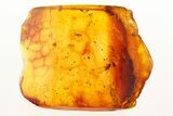 Fossil Ant-Like Leaf Beetle, Fly, Gnats & Bristletail in Baltic Amber #273192-2